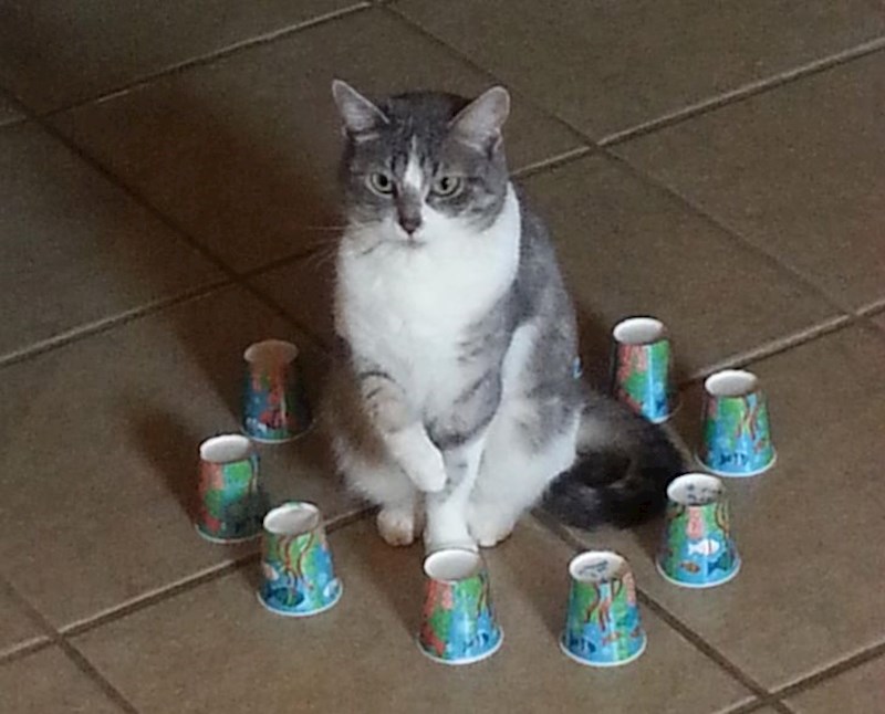 Dječak je stavio mačku u "zatvor" i ona je tako sjedila 20 minuta