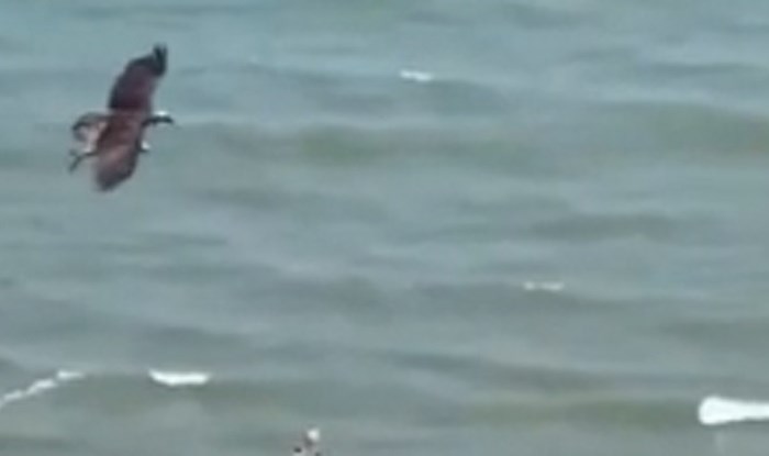 Ljudi su snimili jezivu scenu na jednoj plaži, što ta ptica nosi?