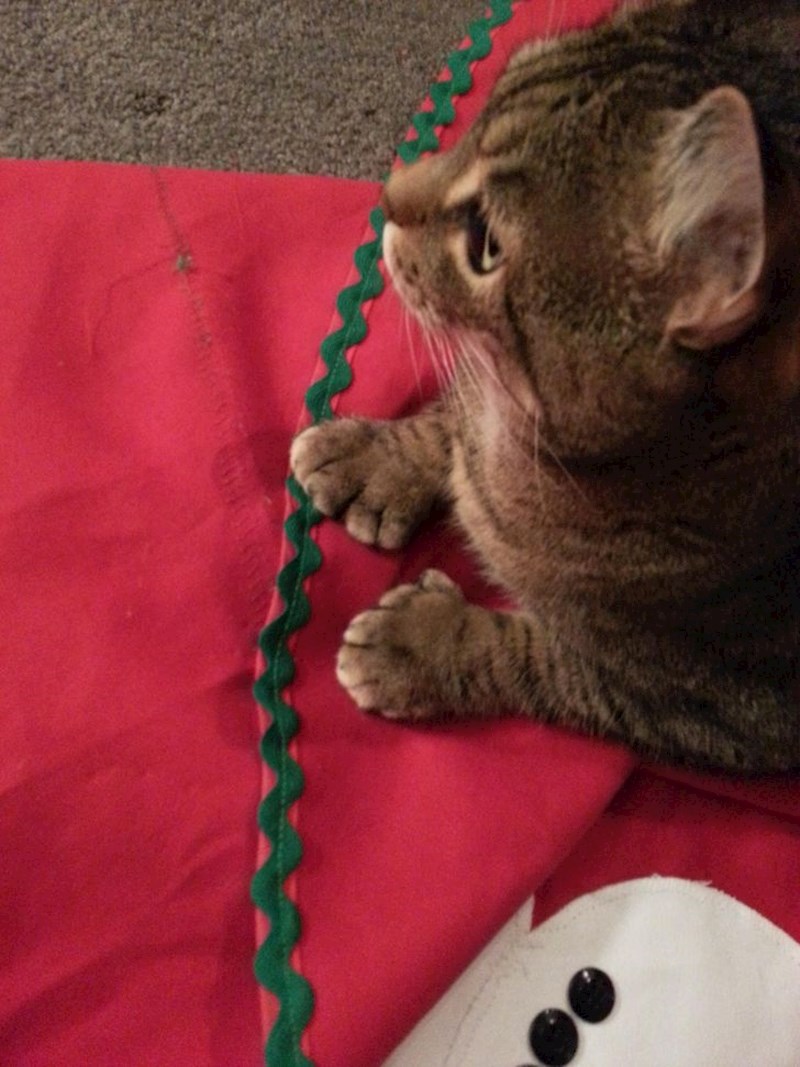 Maca s neobičnim šapicama