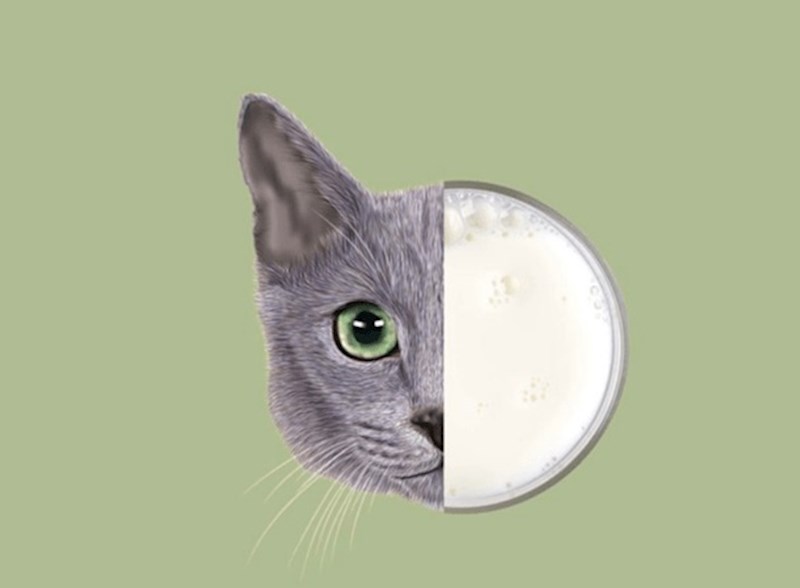 Odrasle mačke ne podnose laktozu