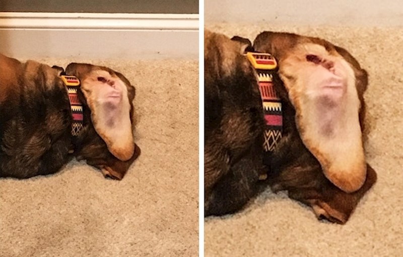 Prevrnuto uho ovoga psa izgleda kao orangutan