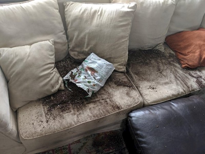 "Možeš li gristi cipele kao svi normalni psi?"