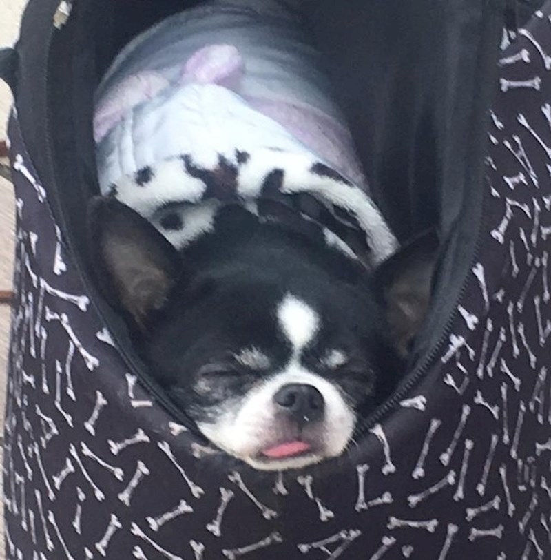 "Zaspao je čekajući poslasticu..."