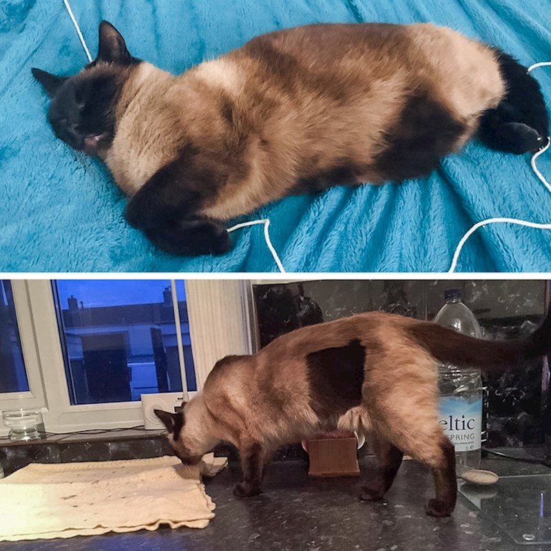 Ova mačka je obrijana zbog sterilizacije, dlaka na tom mjestu poprimila je tamniju boju