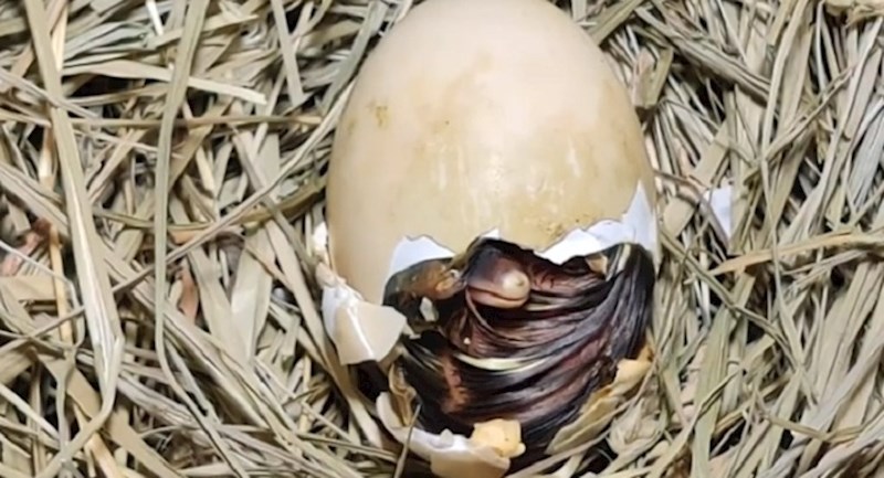 Netko je snimio patkicu kako izlazi iz svoje ljuske, evo kako to izgleda