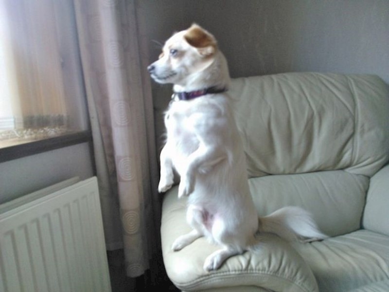 Kada ugleda vaš automobil...