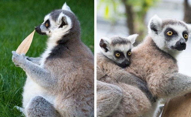 Lemur 135 dana