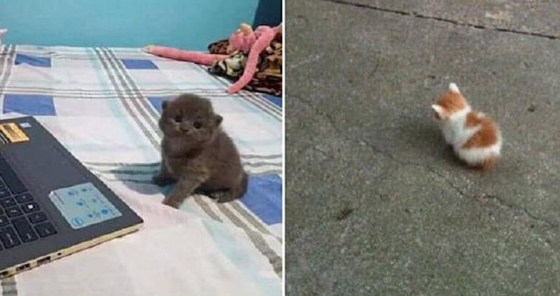 Ove minijaturne mace nešto su najslađe što ste ikad vidjeli <3