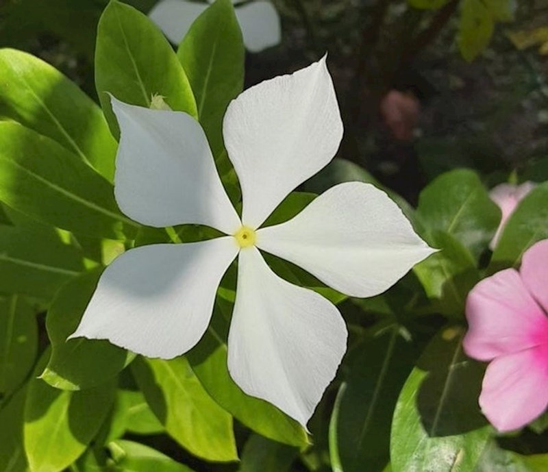 Savršeno simetričan cvijet