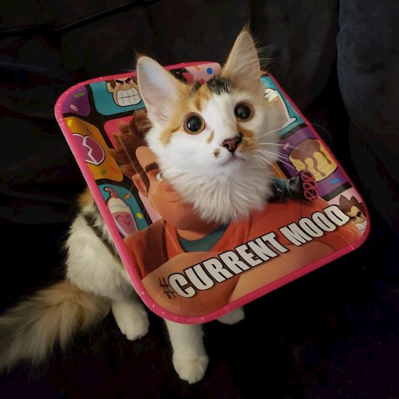 Kako priječiti mačku da liže rane - kućna verzija: