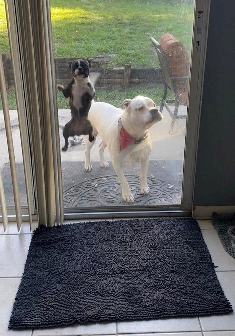 "Moji psi kada je vani hladno:"