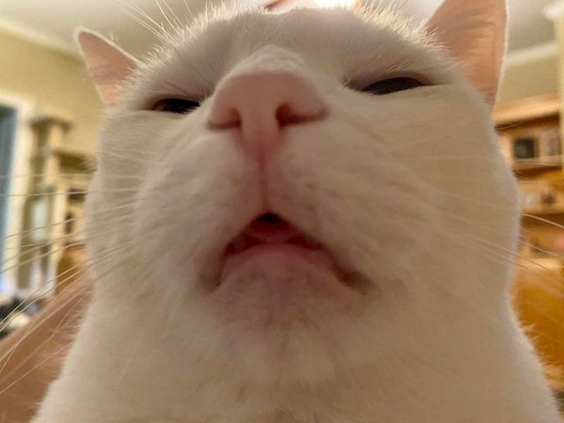 Profilna slika prosječnog 60-godišnjaka