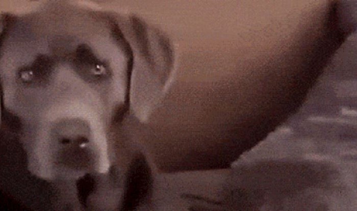 Vlasnici su snimili svog jako lijenog psa koji se "igrao" lopticom, ovo je urnebesno