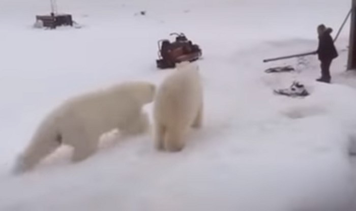 Pogledajte čovjeka koji se obranio od dva polarna medvjeda