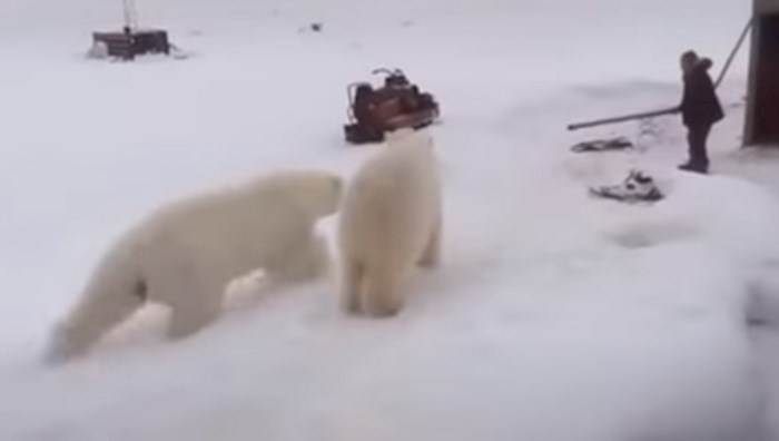 Pogledajte čovjeka koji se obranio od dva polarna medvjeda