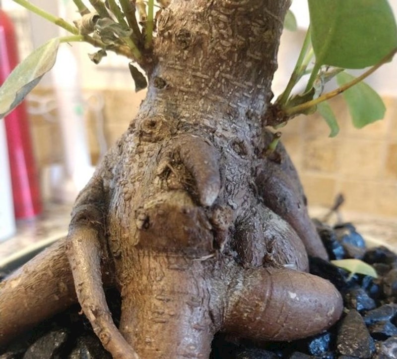 Bonsai stablo kojemu je dosta svega...