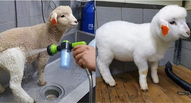Slab pritisak vode i primjerena temperatura mogu preobraziti ovcu :)