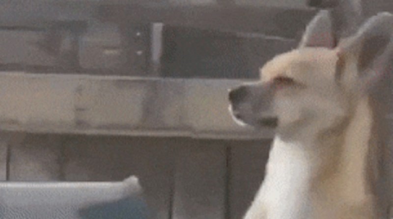 Kakav sretnik! Ovom psu vlasnici su napravili pravi zabavni park i on sada beskrajno uživa