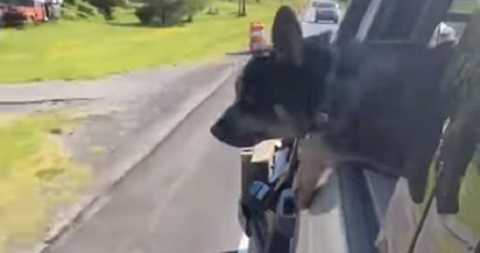 Vlasnici su skoro zaplakali od smijeha kada su vidjeli što njihov pas radi u vožnji