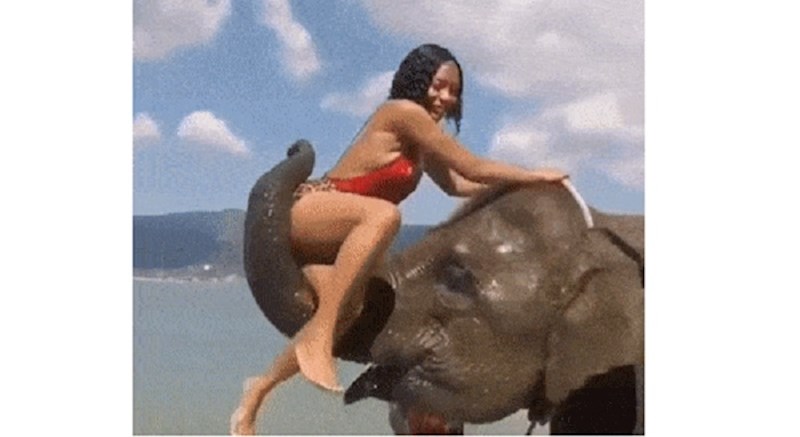 Iskoristila je slona za slikanje za Instagram, on joj pokazao što misli o tome