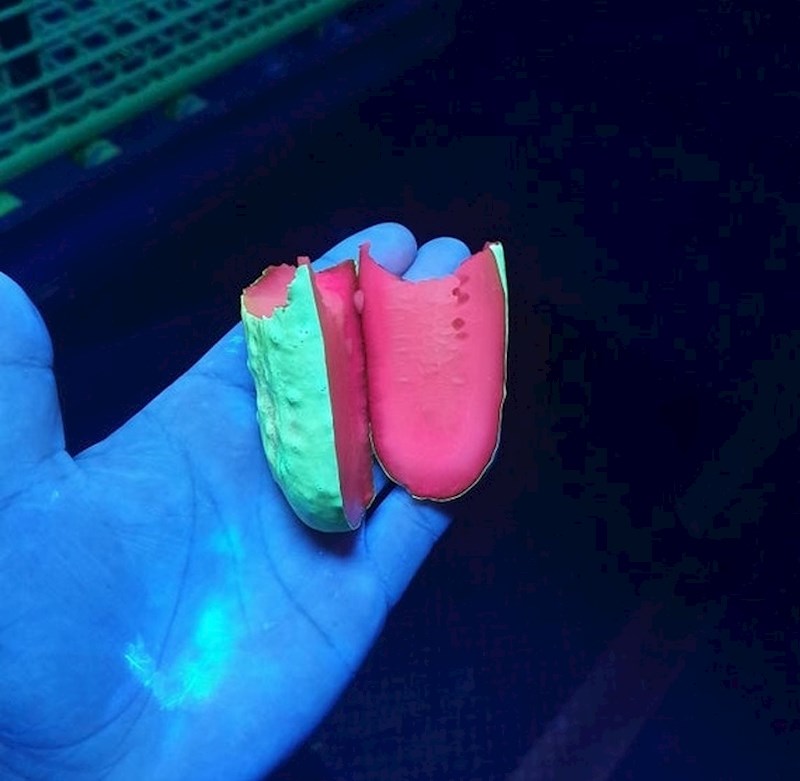 Kiseli krastavac pod ultraljubičastim svjetlom