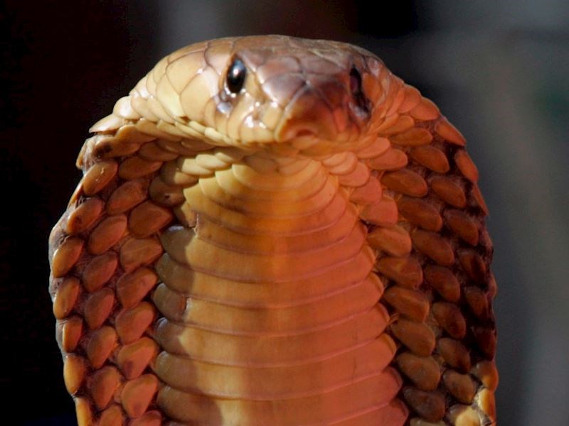 3. Zmije - 100 000 smrtnih slučajeva godišnje