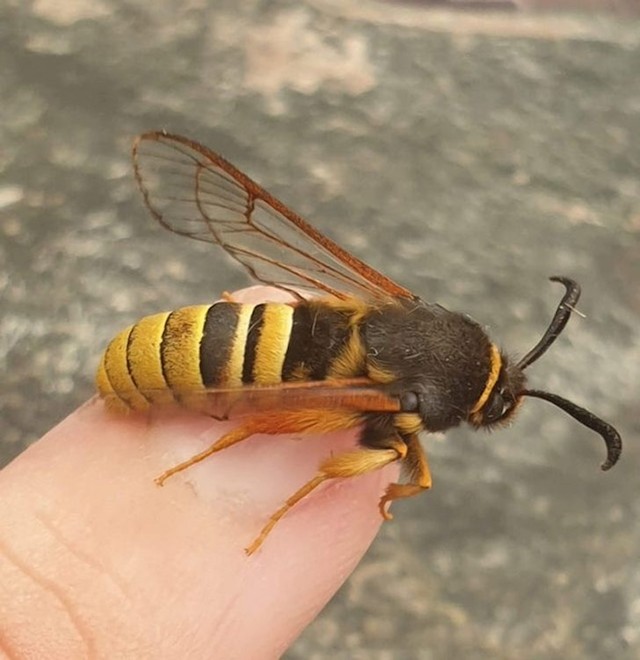 Ovo nije stršljen, nego moljac koji svojim izgledom nalikuje stršljenu kako bi se obranio od grabežljivaca
