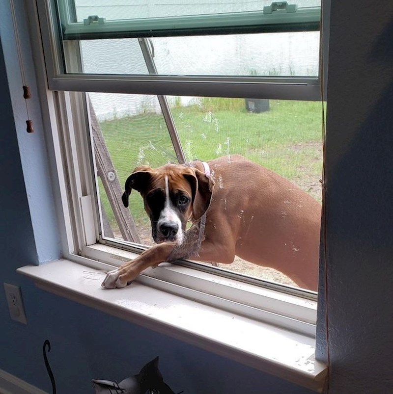 "Nešto nije bilo u redu s prozorom pa sam ga popravio"