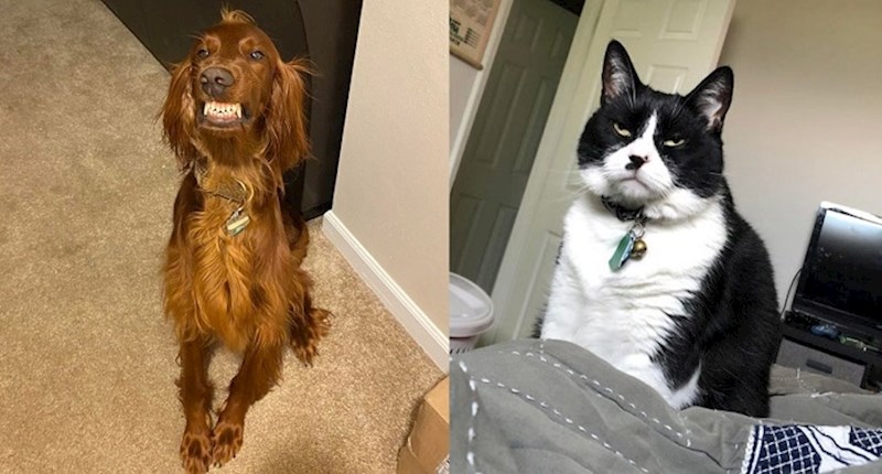 Ljubimci koji ne moraju govoriti jer im se sve može pročitati na licu