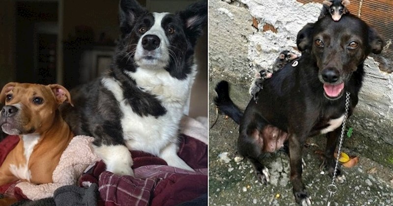 Preslatke fotke životinja koje će vam sigurno popraviti dan