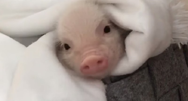 VIDEO Roktanje ovog praščića otopit će vam srce