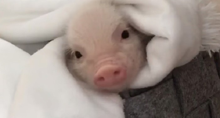 VIDEO Roktanje ovog praščića otopit će vam srce