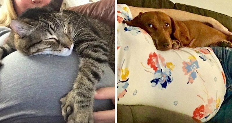 Ljubimci koji svoje trudne vlasnice paze i ne ispuštaju iz vida