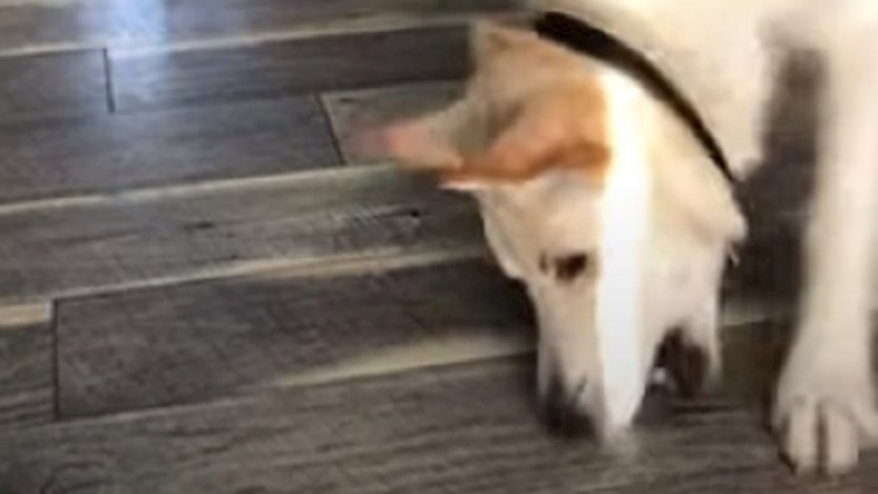 Vlasnica je snimila svog psa koji se svim silama trudio zagristi sunčeve zrake