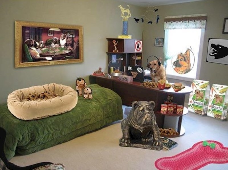 "Roditelji su mi javili da je pas preuzeo moju sobu, ali nisam baš ovo očekivao..."