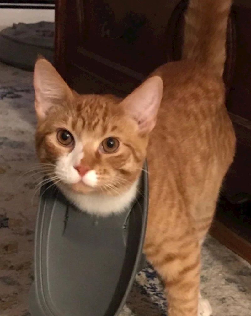 Ovo se dogodi kada previše puta stavljate glavu u spremnik s hranom