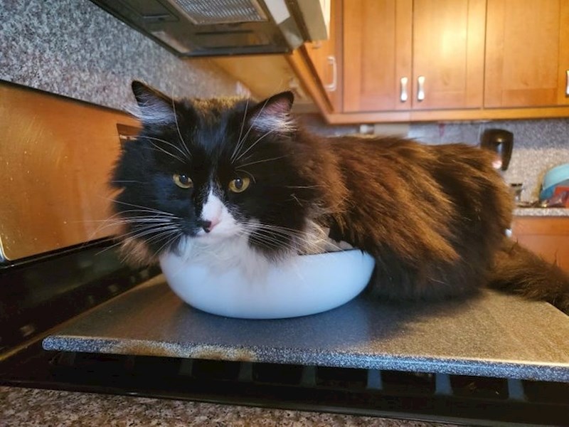 Nema ništa udobnije od zdjele pune grožđa!