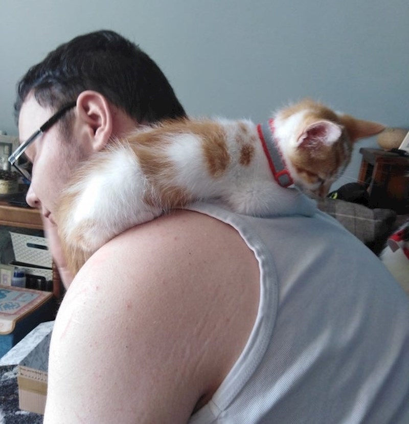 Ova maca najviše voli spavati točno u ovoj pozi