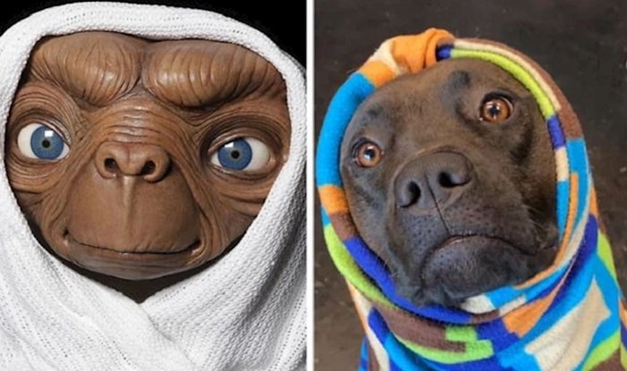 Ljudi dijele fotke svojih pasa koji nalikuju likovima iz crtića