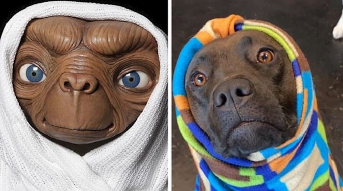 Ljudi dijele fotke svojih pasa koji nalikuju likovima iz crtića