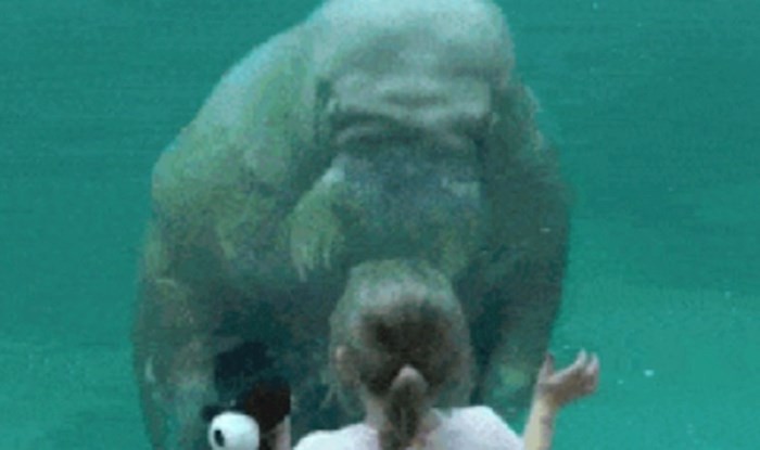Djevojčica je prišla moržu u zoološkom vrtu, on ju je iznenadio svojom reakcijom