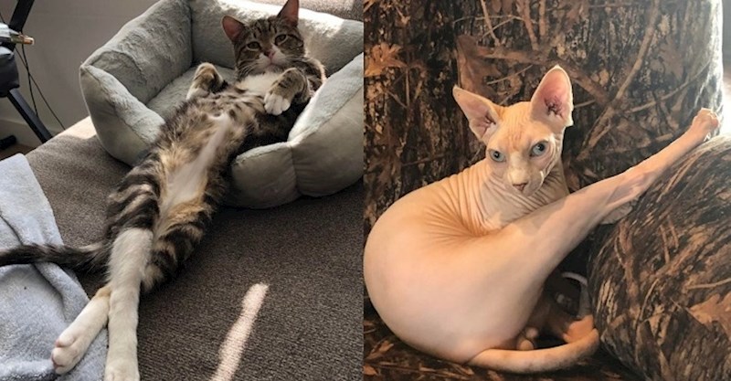 14 ljubimaca koji znaju kako pozirati poput profesionalnog modela