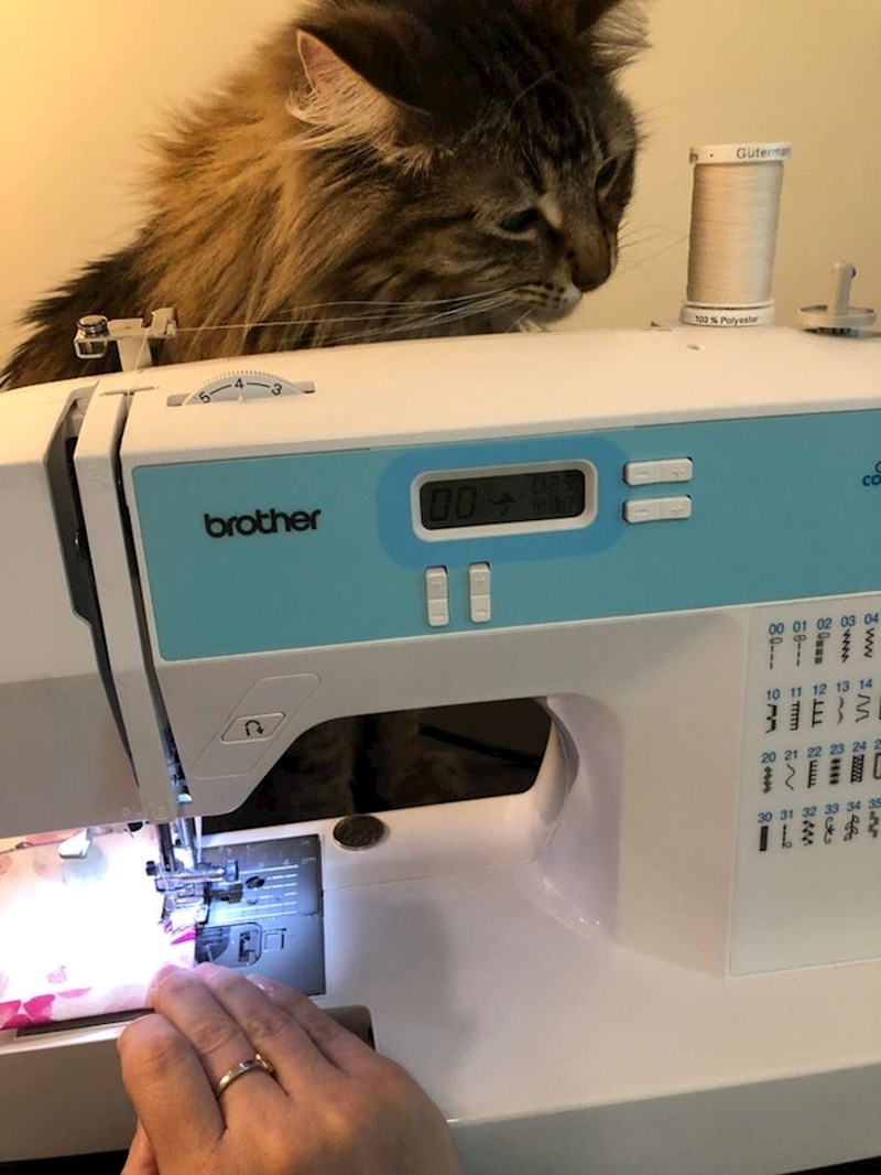 Vlasnici nije bilo jasno zbog čega je tkanina mokra, otkrila je da njena mačka žvače konac...