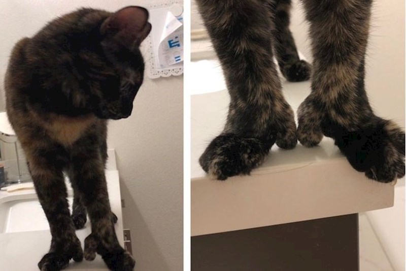 Zbog neobičnih šapica, ova mačka izgleda kao da ima cipele na petu :)