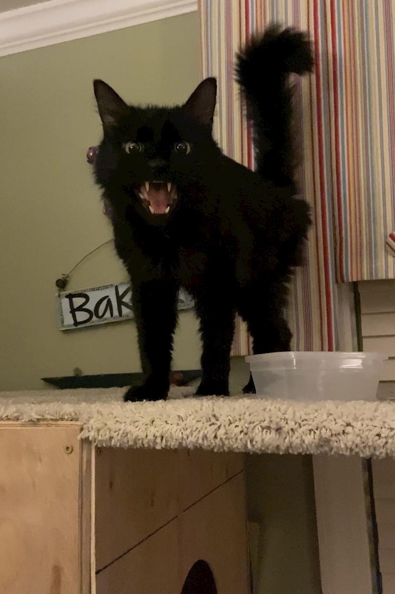 "Ljut je jer je pojeo svu svoju hranu"