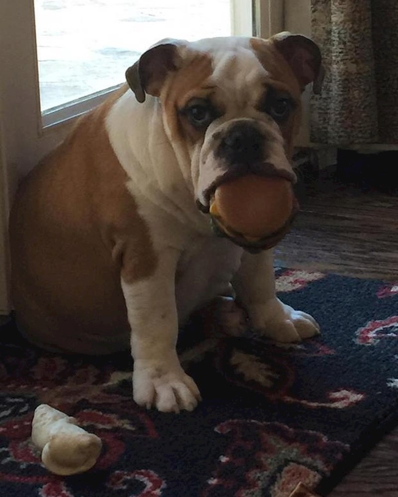 Kad je nedjelja a sutra krećeš na dijetu, pa trebaš sve pojesti iz kuće