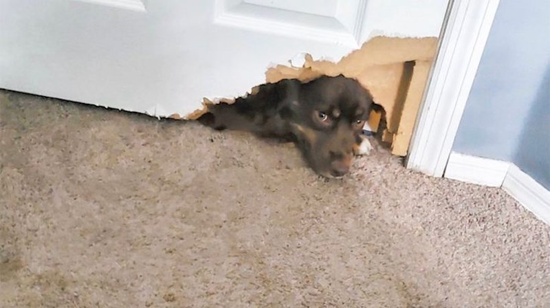 "Moj pas kada čuje otvaranje vrećice"