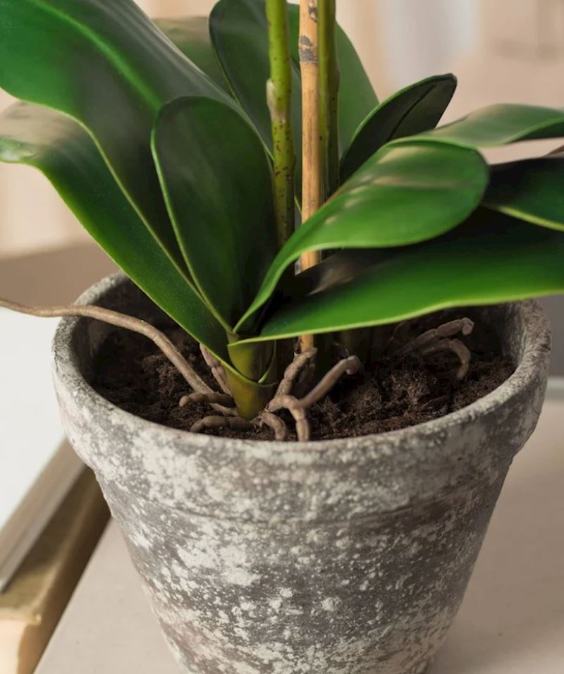 Cvijeće u lončanici