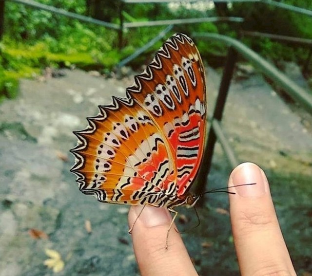 Ovaj leptir na krilima ima lice sa slike Krik Edvarda Muncha