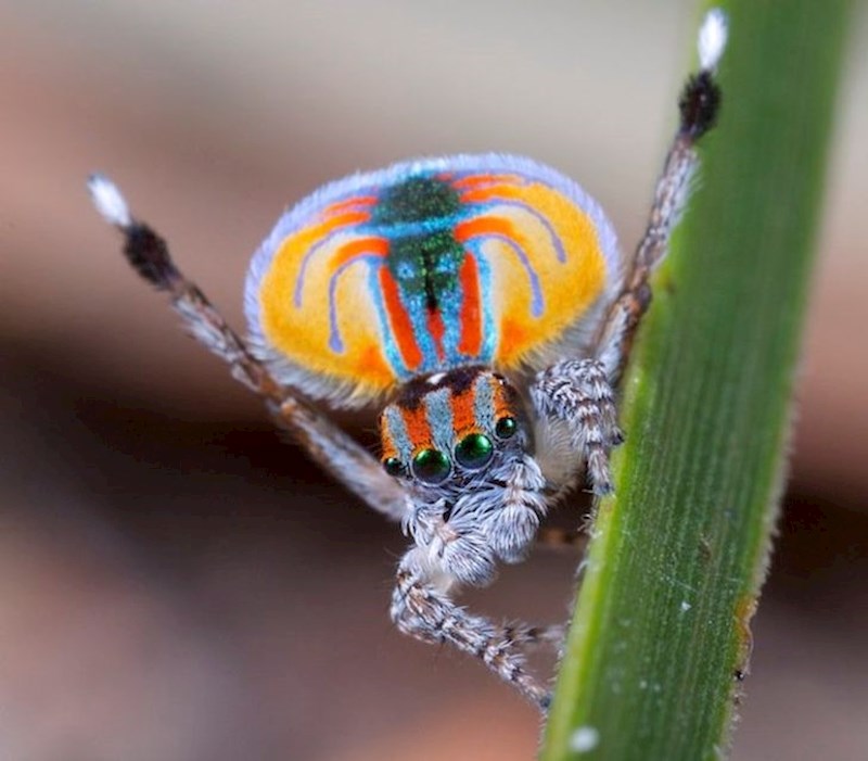Pauk Maratus volans